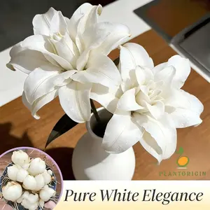 Dwarf White Fragrant Lily Bulbs - Exquisite pure white flowers, easy to grow, add elegance to your garden and home