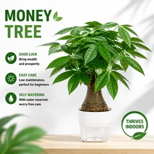 Live Money Tree Plant in Decorative Pot - Air Purifying, Feng Shui Products, Indoor Use, Symmetric Look, Ideal for Home or Office Decor, Great Housewarming or Birthday Gift, Ready-To-Use Home Planting Seeds,summervibes