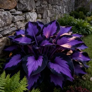 Hosta Seeds Perennial Shade Plant for Garden and Yard Non-GMO USA Made with Instructions for Easy Care and Versatile Growth