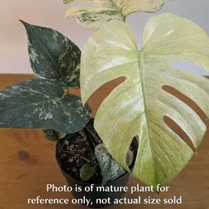 Monstera White Monster Variegated – Rare Tissue Culture Starter Plantlet | Albo Monstera White Form | TC Plant Baby from Lab