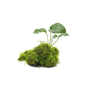 Christmas Moss and Anubias Barteri on Driftwood