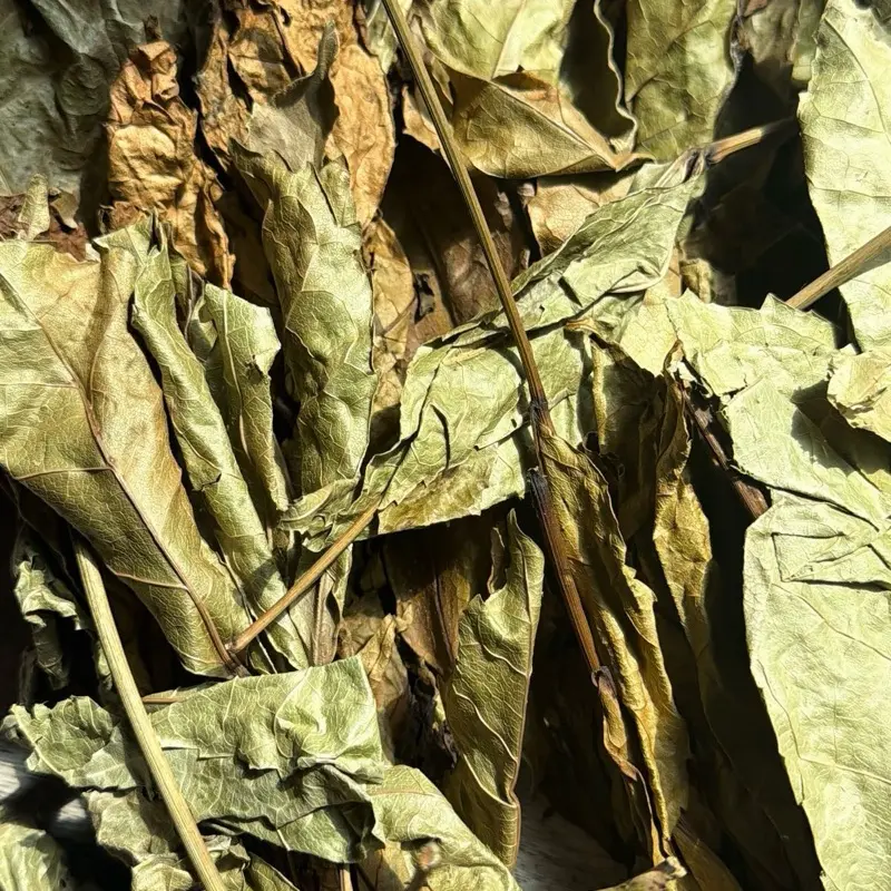 Hysope / feuilles de Hyssop/ Big pack/