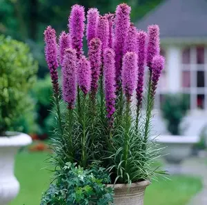 Purple Liatris Spicata Bulbs for Planting - Blazing Star - Purple Gayfeather - 10 Bulbs