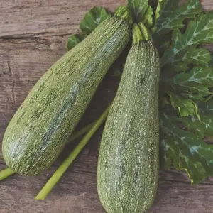 Heirloom Gray Zucchini Summer Squash Seeds - Organic and Regenerative Gardening Seeds