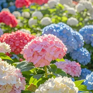 200 PCS Mixed Color Hydrangea Seeds, Easy to Grow, Ideal for Family Gardens, Small Spaces & DIY Floral Arrangements