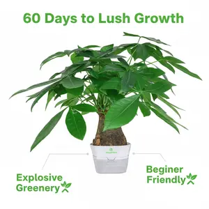 Prosperity Money Tree - Pest-Free Evergreen Plant with Undamaged Stems, High Plasticity Bonsai Suitable, Ideal Gift for Relatives & Beginners (Indoor/Office Use)