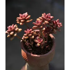 2"Live Succulent (Alpenglow)