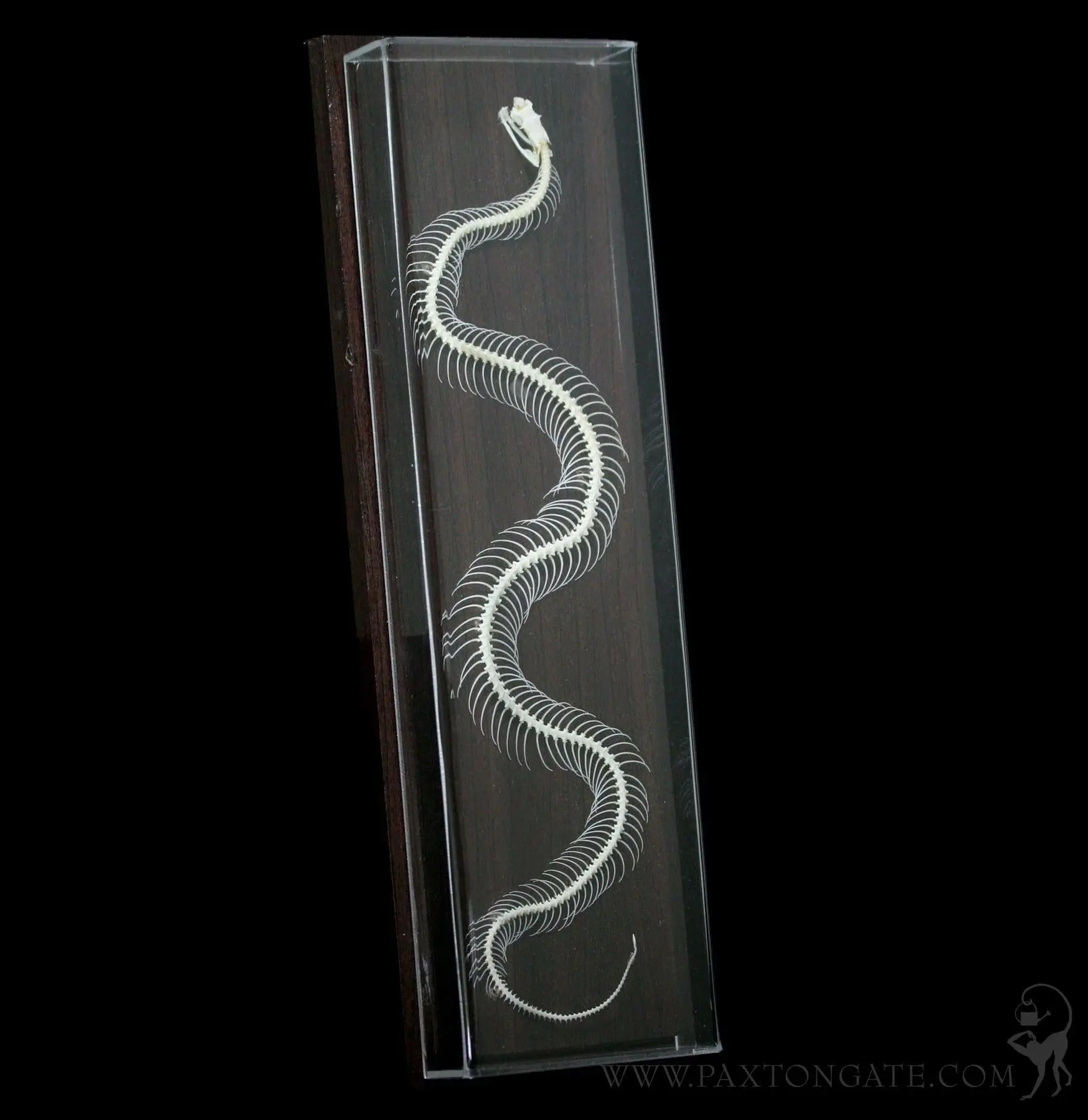Articulated Venomous Snake Skeleton