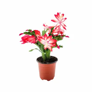 Thanksgiving Cactus, Live Houseplant, Flowering Indoor Plant, Seasonal Red Flowers, Christmas Cactus, 4” Pot, Free Heat Pack
