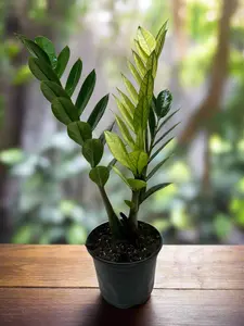 Zamioculcas 'Chameleon'