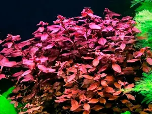 BUY 2 GET 1 FREE Ludwigia Super Red "Mini"-Easy Live Aquarium Pond Aquatic Plant