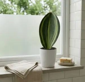 SAN001  Sansevieria Snake Plant 4 Inch Pot | Stylish Indoor Houseplant for Modern Spaces