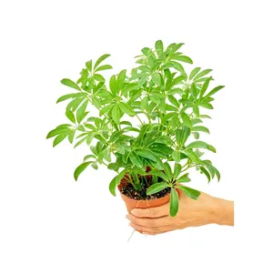 Dwarf Umbrella Tree, Small