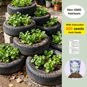 300 Premium Cilantro Seeds | Easy-to-Grow Herb for Garden & Kitchen