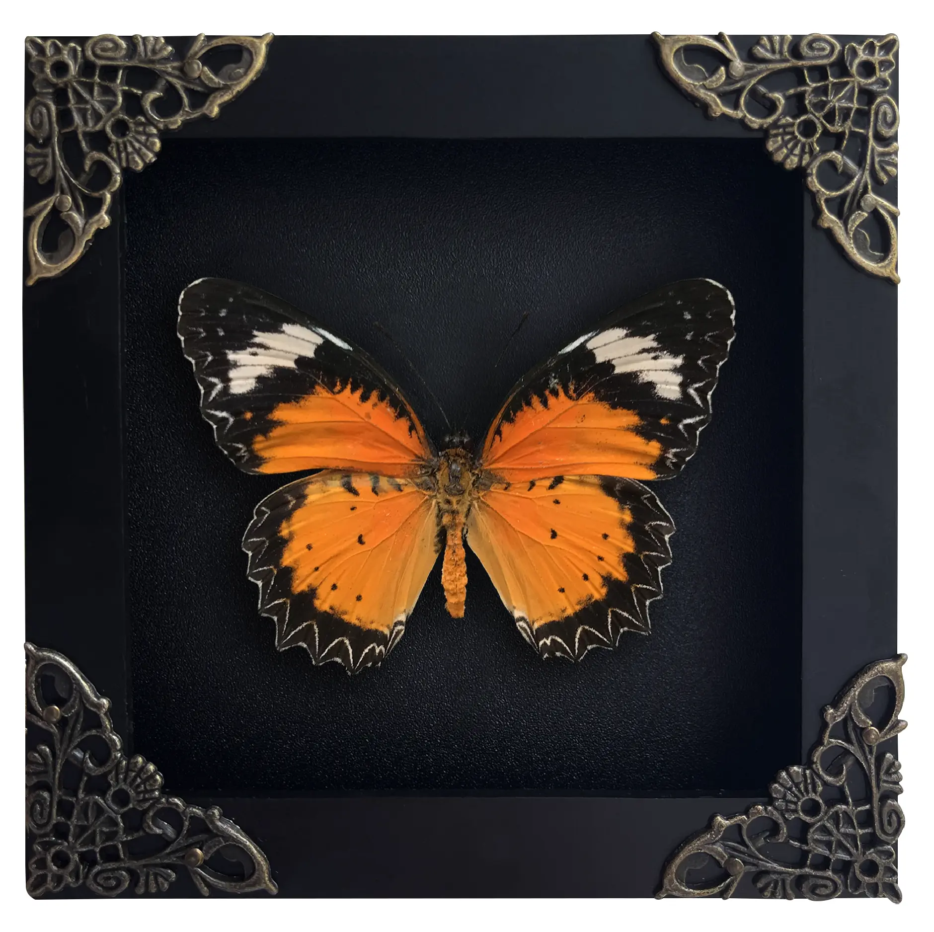 Orange Black Butterfly in Shadow Box, Handmade Insect Frame, Unique Gift for Collectors Nature Lovers, Home Office Wall Decoration