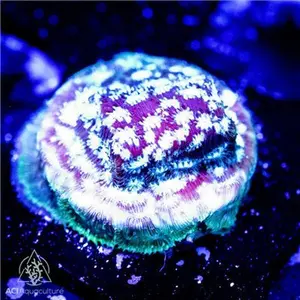 ACI Freeze Factor Leptoseris