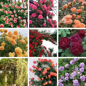 300PCS Climbing Rose Seeds – Low-Maintenance Vertical Blooms for Trellises and Wall Gardens