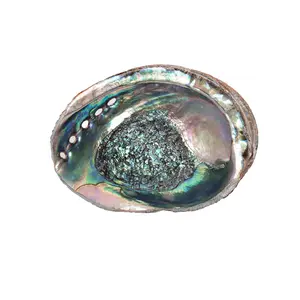 Abalone Shells, 5 - 6 Inches, Blue Green