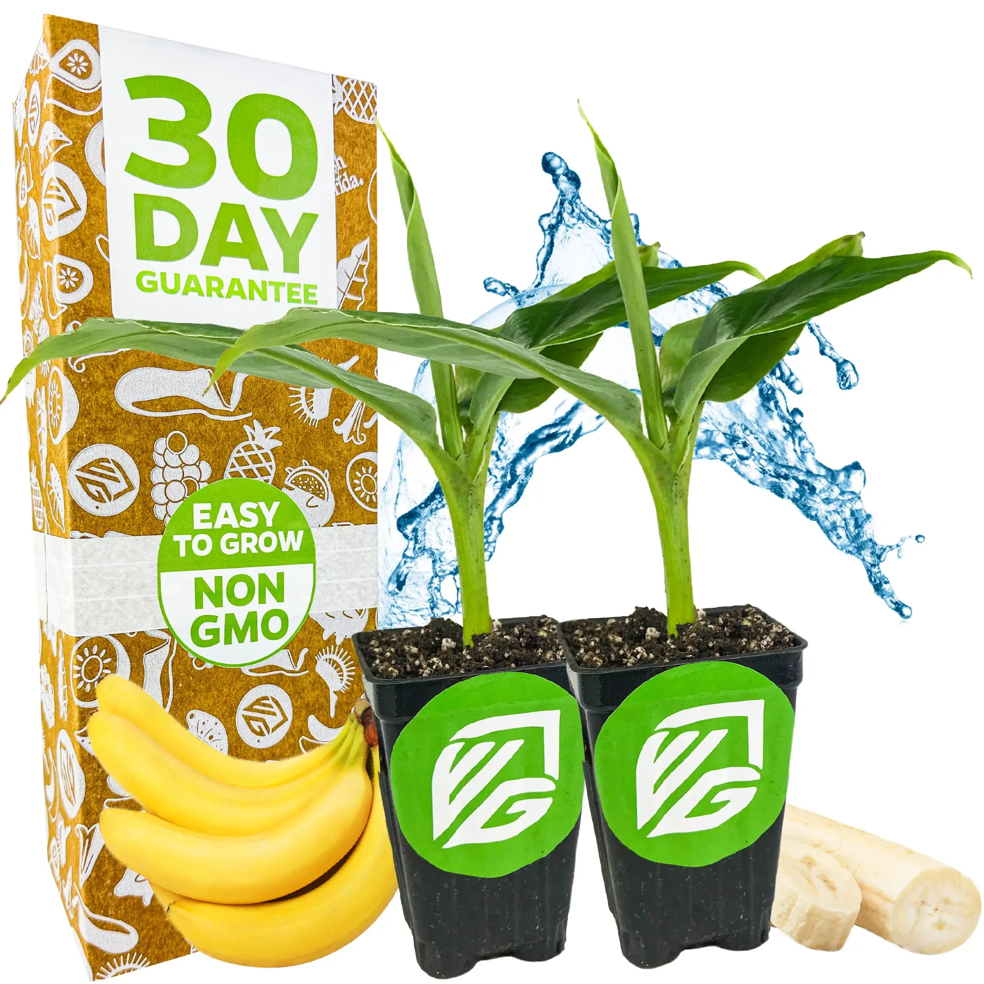2-Pack Petite Fruiting Banana Plants - Musa by Wellspring Gardens - Live starter plants