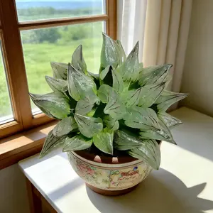 Viral Haworthia Magnifica v. atrofusca – Colorful Live Succulent | Bare Root, Easy-Care Aesthetic Plant Gift & Home Decor