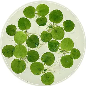Floating Plant Combo- 5 Amazon Frogbit, 6 Scoops Duckweed, 12 Water Spangles for Shrimp Betta Tanks
