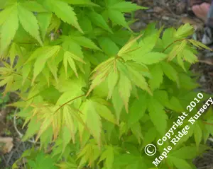 Acer palmatum 'Tsukasa Silhouette' Green Columnar Japanese Maple
