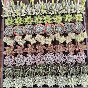 Assorted Succulent Variety Pack - 64 Bulk Succulents Assorted Succulent Variety Pack - 64 Bulk Succulents