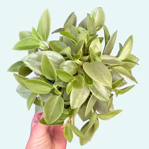 4" Peperomia Pixie Lime - Peperomia Orba - Pet Safe - Live Houseplant - Pet Friendly