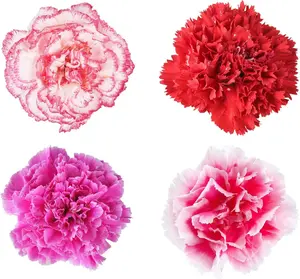 200pcs Double Hollyhock Seeds 'Radiant Rose’ - Mixed Colors, Non-GMO Heirloom, Hardy Biennial for Vibrant & Tall Blooms Plant Garden Outdoor Flower Pot Decorative Tulip