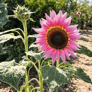 50 Rare Pink Sunflower Seeds | Perennial Heirloom Flowers for Unique Yard and Garden Design