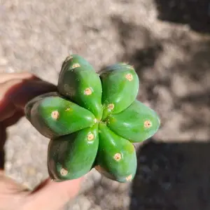 San Pedro Cactus  - Echinopsis Pachanoi