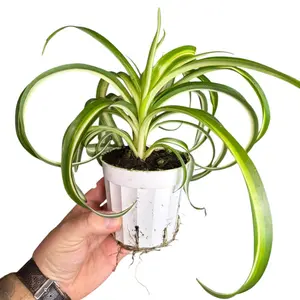 4" Spider Plant 'Bonnie', Pet Friendly and Easy Care Live Houseplant, Indoor Plant