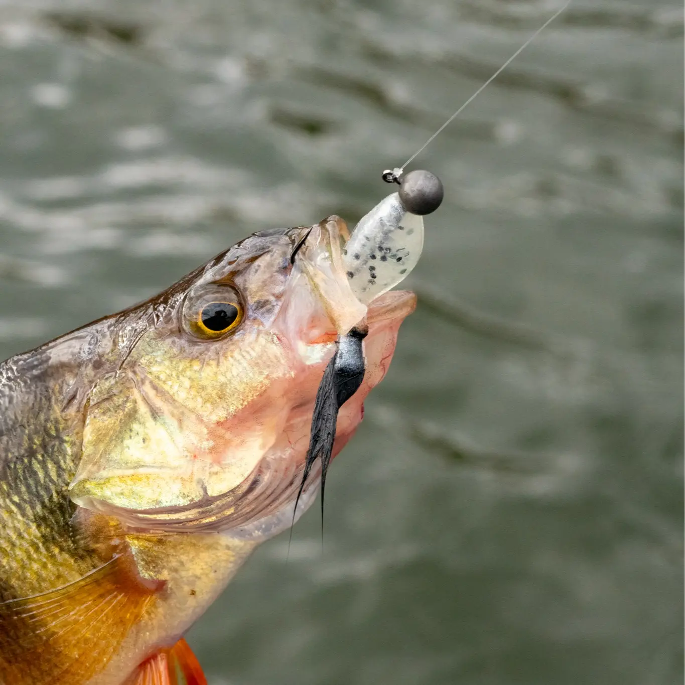 Crappie Minnow - Ultimate Panfish Bait