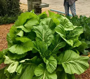 Florida Broadleaf Mustard Seeds