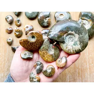 Ammonite Spiral Fossil Shells
