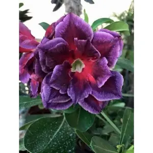 Green River 4 Pcs Fushia Magenta Desert Rose Seeds - Premium Desert Rose Plant Seeds for Pots & Garden, Ideal for Bonsai, Flower Beds, & Indoor Planters, Seeds for Gardening, Perennial Flowers, Vibrant Blooms, Drought-Tolerant, Exotic Succulent