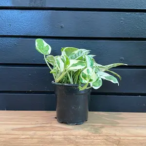 EPIPREMNUM AUREUM, PEARLS & JADE POTHOS; (4IN POT)