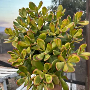 Sunset jade 8 inch pot Sunset jade 8 inch pot