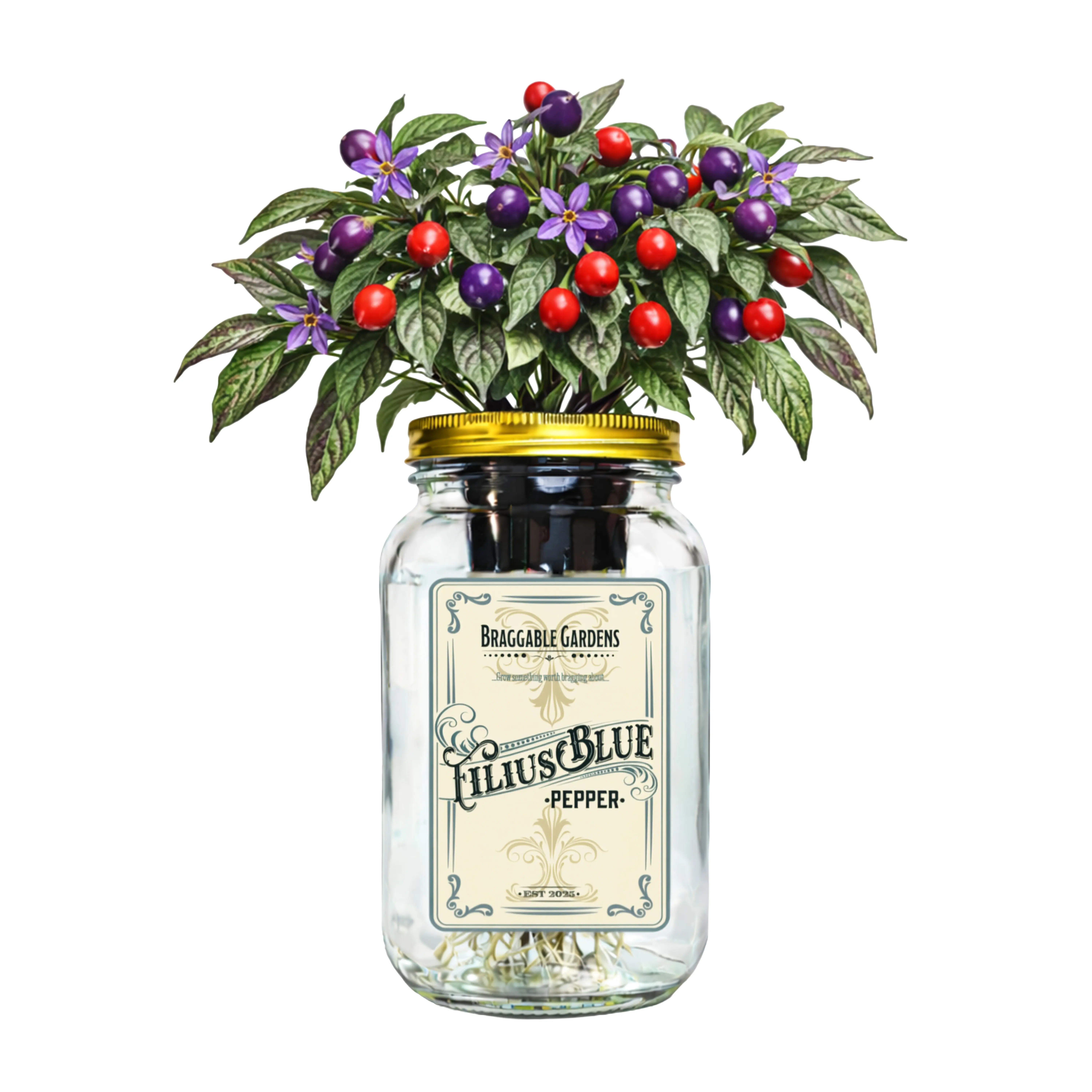 Filius Blue Pepper Indoor Garden Kit – Mason Jar Hydroponic Pepper Grow Kit – Windowsill Countertop Ornamental Pepper Plant – Grow Peppers Indoors