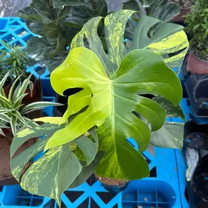 XL MONSTERA0282   yellow Marylin What You See Is What You Get Colorful Variegated Foliage - Perfect for Collectors