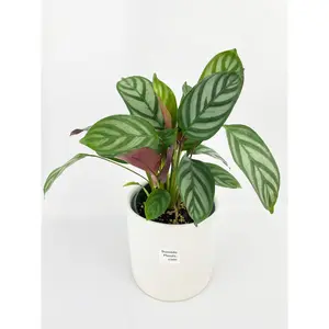 Calathea Freddie