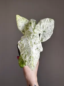 Alocasia Odora Batik - Rare Alocasia Collections