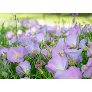 Showy Evening - Primrose Seeds