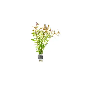 Ludwigia Arcuata