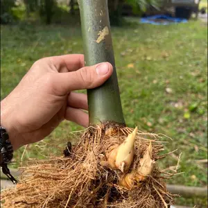 Seabreeze Bamboo XL Valued Rhizome Division