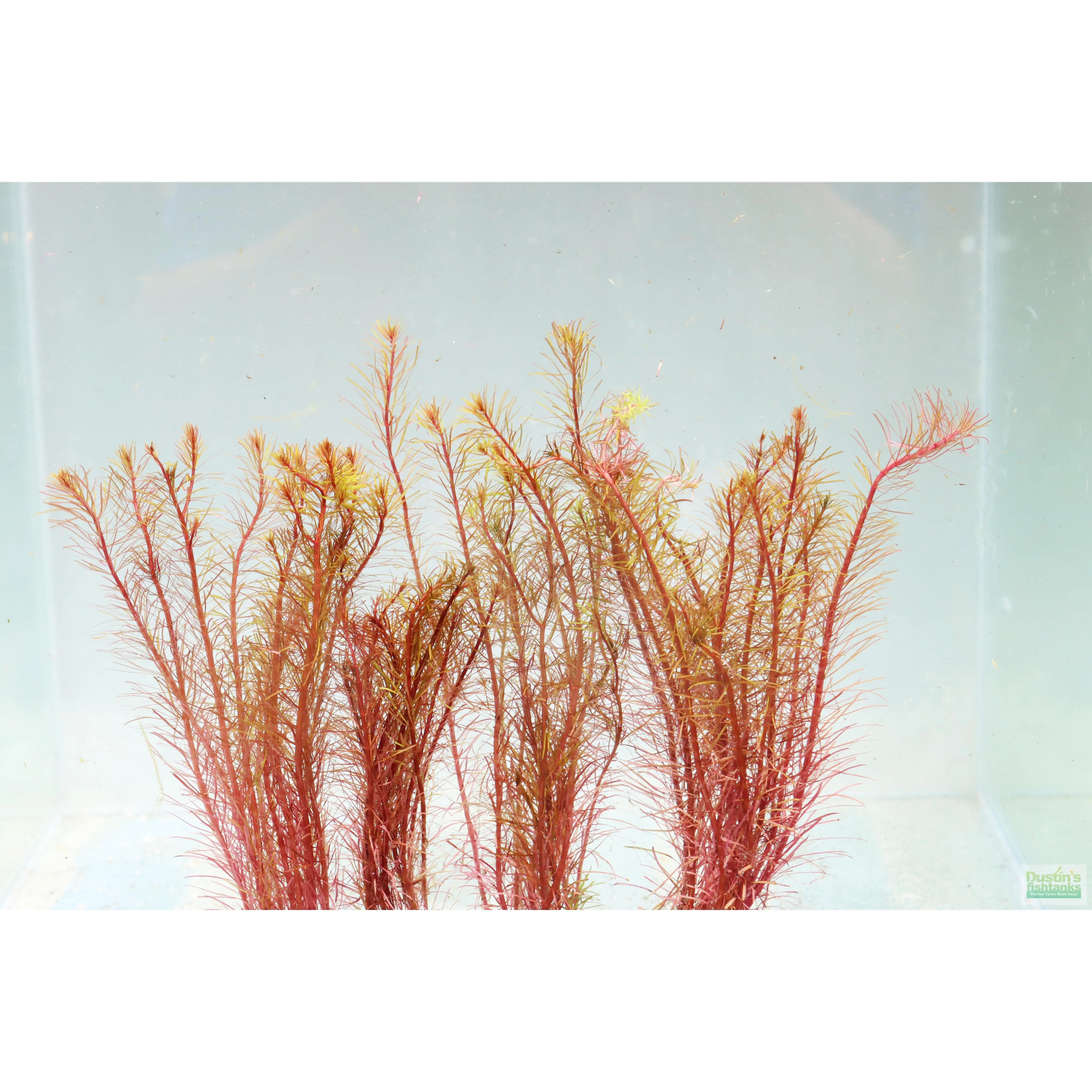 Rotala Mexicana (LOOK CLOSE-it's phat)