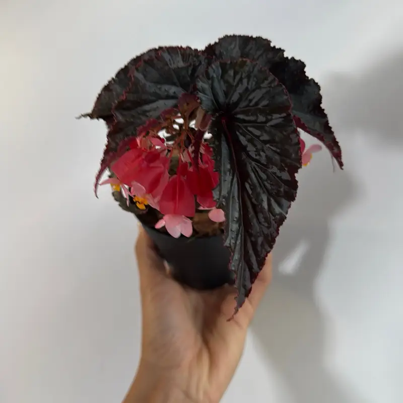 Begonia Black Magic 4" pot House Plant - Beginner Indoor Plant with Unique Leaves for Easy Care in Bright Indoor Lighting Conditions