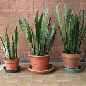 Zeylanica Snake Plant