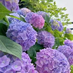 100+ Mixed Hydrangea Seeds for Planting Fast Growing Shrub Flowers Bush Plants Beautiful Smell Outdoor Garden Decor Home