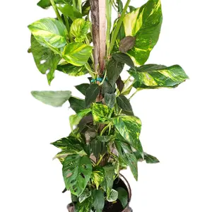 10" Swiss Cheese Plant, Golden Hawaiian Pothos, & Philodendron Micans Mix On Pole Upright Large Plant for Corner Houseplant Decorative Plants Tropical Colorful Decor monstra
